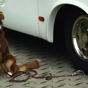 Nosilec za pse Dogsitter