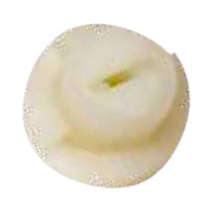 Kratek kompresor vzmeti